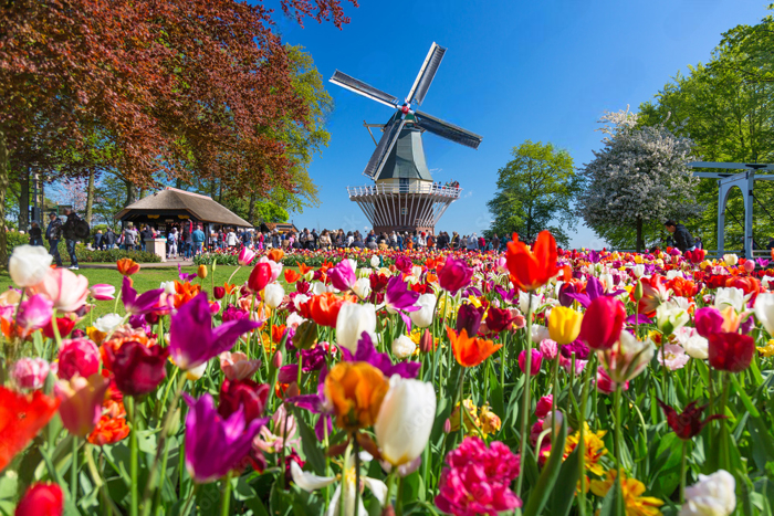 Magical Delft and the Keukenhof Estate: Tulips Galore